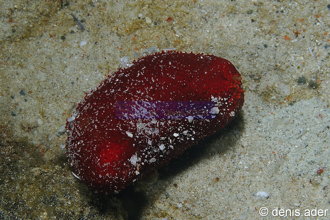 Actinopyga varians-Komodo Nassa-17m-20160806nuit-Denis-ADER-DSC_0437_tn.jpg